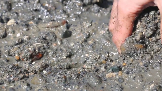 Clams: Growing in community together Video