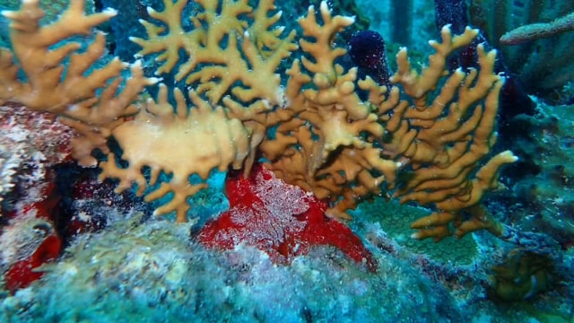 Looe Key Reef 2016