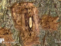 シロスジカミキリ　樹皮下の卵 長さ１０mm、巾３mm