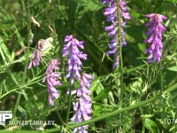 モンシロチョウ　群れ飛ぶ クサフジに訪花