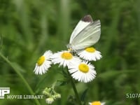 モンシロチョウ　ヒメジョオン訪花、吸蜜 