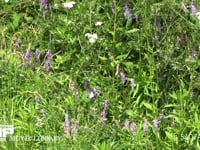 モンシロチョウ　クサフジに群れ飛ぶ 訪花　吸蜜