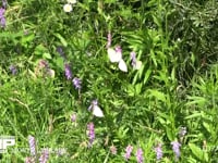 モンシロチョウ　クサフジに群れ飛ぶ 訪花　吸蜜