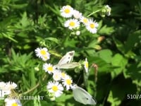 モンシロチョウ　ヒメジョオン訪花、吸蜜 