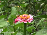 ミツバチ　ヒャクニチソウから吸蜜後体についた花粉を脚でまとめた後飛びたつ 顔についた花粉を拭きとりながら飛び去る