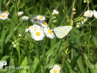 モンシロチョウ　ヒメジョオン訪花、吸蜜 