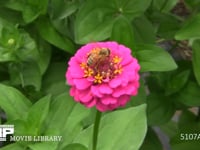 ミツバチ　同じヒャクニチソウを飛び回りながら吸蜜 