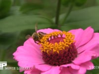 ミツバチ　ヒャクニチソウから吸蜜後前脚で花粉を集める 
