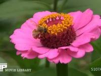 ミツバチ　ヒャクニチソウの蜜を吸い前脚で口を拭う 