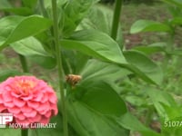 ミツバチ　ヒャクニチソウの間を飛び回りながら吸蜜 