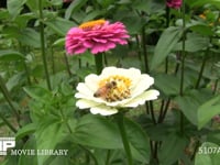 ミツバチ　ヒャクニチソウ訪花、体についた花粉を集める吸蜜 