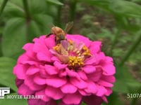 ミツバチ　ヒャクニチソウのひとつひとつの花から丁寧に吸蜜 