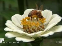 ミツバチ　ヒャクニチソウから吸蜜、顔に花粉がついている 