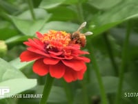 ミツバチ　ヒャクニチソウ間を飛び回る 