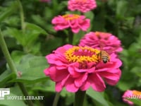 ミツバチ　ヒャクニチソウの花に顔を埋めてじっくり吸蜜 飛びながら脚の花粉ダンゴをまとめる