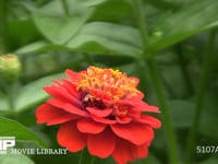 ミツバチ　ヒャクニチソウ吸蜜、他の花に移り飛ぶ 