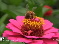 ミツバチ　ヒャクニチソウの花に顔を埋めてじっくり吸蜜、その後飛びたつ 