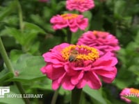 ミツバチ　ヒャクニチソウの花に顔を埋めてじっくり吸蜜 飛びながら脚の花粉ダンゴをまとめる