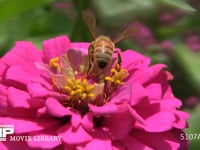 ミツバチ　ヒャクニチソウ吸蜜 蜜がいっぱい貯まり、腹がふくれている、花粉は集めていない