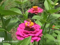 ミツバチ　ヒャクニチソウの花に顔を埋めてじっくり吸蜜 飛びながら脚の花粉ダンゴをまとめる