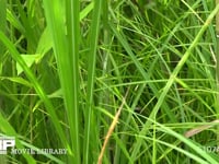 オオカマキリ幼虫 草の中で目立たない