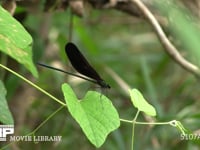 ハグロトンボ♂ 小昆虫が飛んでくるのを待つ