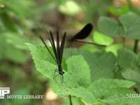 ハグロトンボ♂（手前）　♀（奥） 小昆虫を捕らえに飛びたつも失敗