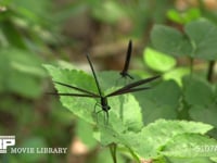 ハグロトンボ♂（手前）　♀（奥） 小昆虫を捕らえに飛びたつも失敗