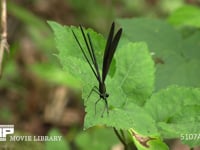 ハグロトンボ♂ 小昆虫を捕らえに飛びたつ、戻ったときは口を動かしている