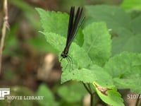 ハグロトンボ♂ 小昆虫が飛んでくるのを待つ