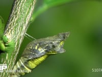 アゲハチョウ　羽化１ 羽化直前の蛹