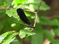 ハグロトンボ♂ 葉の上で休んだ後、飛び去る