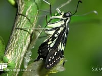 アゲハチョウ　羽化２ 蛹の殻を破り成虫が出てくる