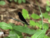 ハグロトンボ♂ 葉の上で休んだ後飛び去る