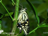 アゲハチョウ　羽化３ 出てきた成虫が翅を伸ばす