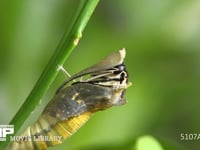 アゲハ羽化　ａ 蛹の殻を破る