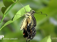 アゲハ羽化　ｇ 翅を伸ばし続け、口吻の巻きを締めたりゆるめたりする