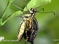アゲハ羽化　ｄ 枝に静止し翅を伸ばし始める