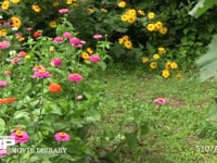モンシロチョウ　求愛飛翔 