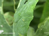 モンシロチョウ　卵 コマツナの葉に産みつけられる