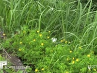 モンシロチョウ　カタバミ訪花吸蜜 交尾拒否をする♀