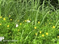 モンシロチョウ　カタバミ訪花吸蜜 