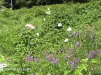 モンシロチョウ　クサフジ上を求愛群飛 