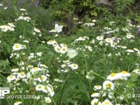 モンシロチョウ　ヒメジョオン訪花吸蜜 