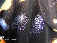 アゲハチョウ　後翅斑紋　鱗粉 