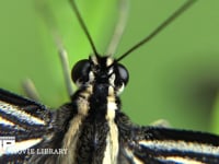 アゲハチョウ　頭部　複眼 