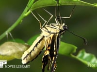 アゲハチョウ　羽化３ 蛹の殻を押し開け成虫が脱出