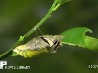 アゲハチョウ　羽化１ 蛹の殻を破り始める
