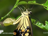 アゲハチョウ　羽化１１ 翅を伸ばす