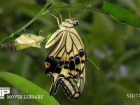 アゲハチョウ　羽化１９ 翅が伸び終えた成虫